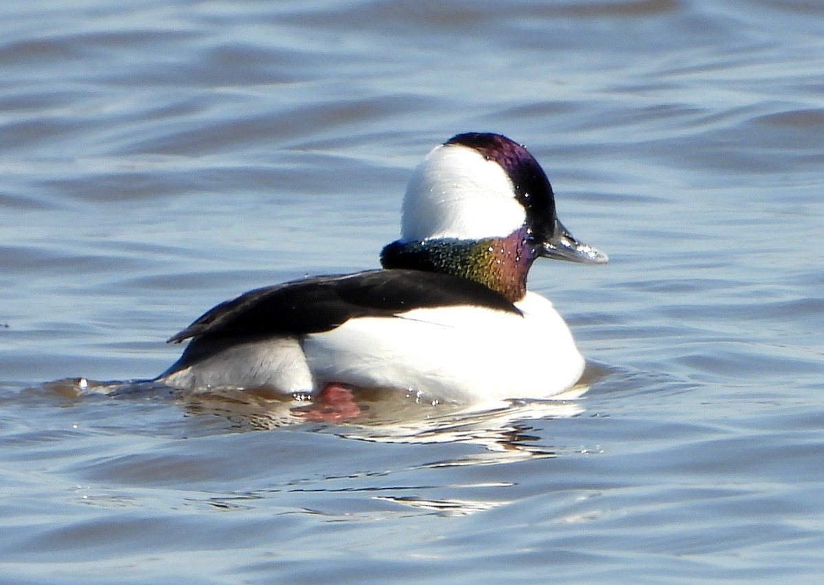 Bufflehead - John Aleknavage