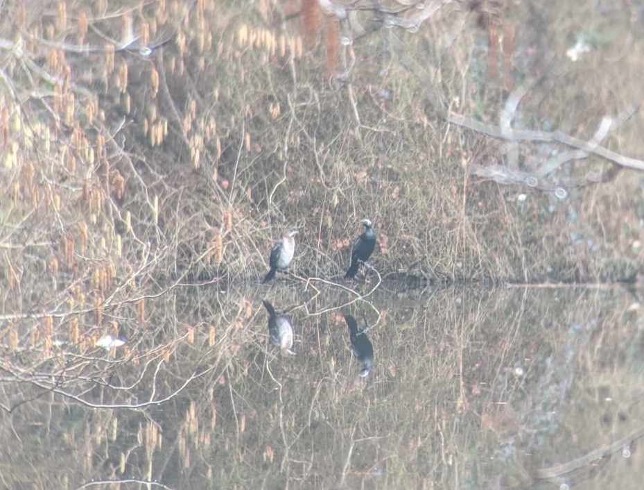 Pygmy Cormorant - ML213778031