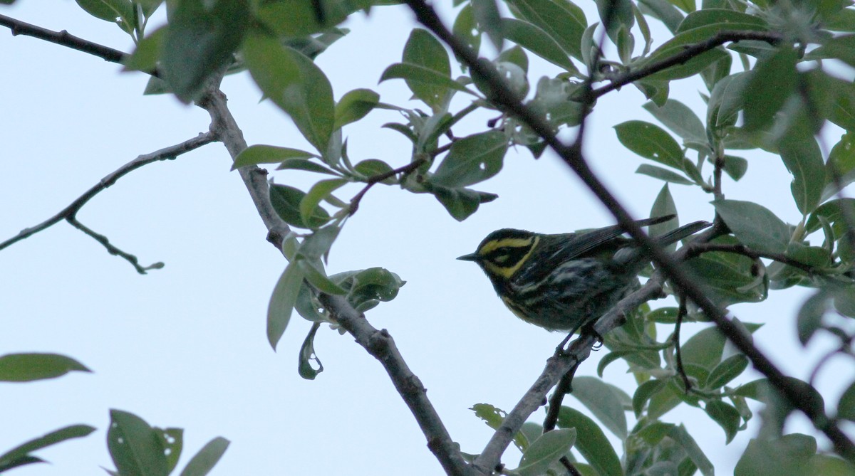 Townsend's Warbler - ML21377851