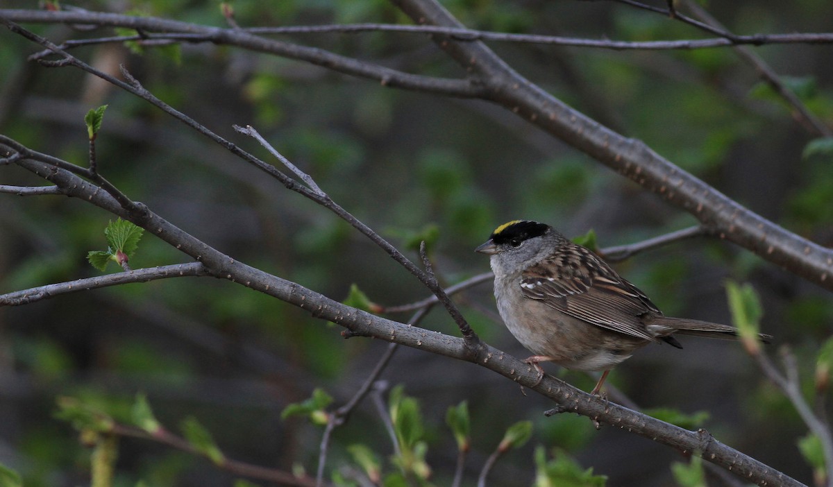 Golden-crowned Sparrow - ML21377891