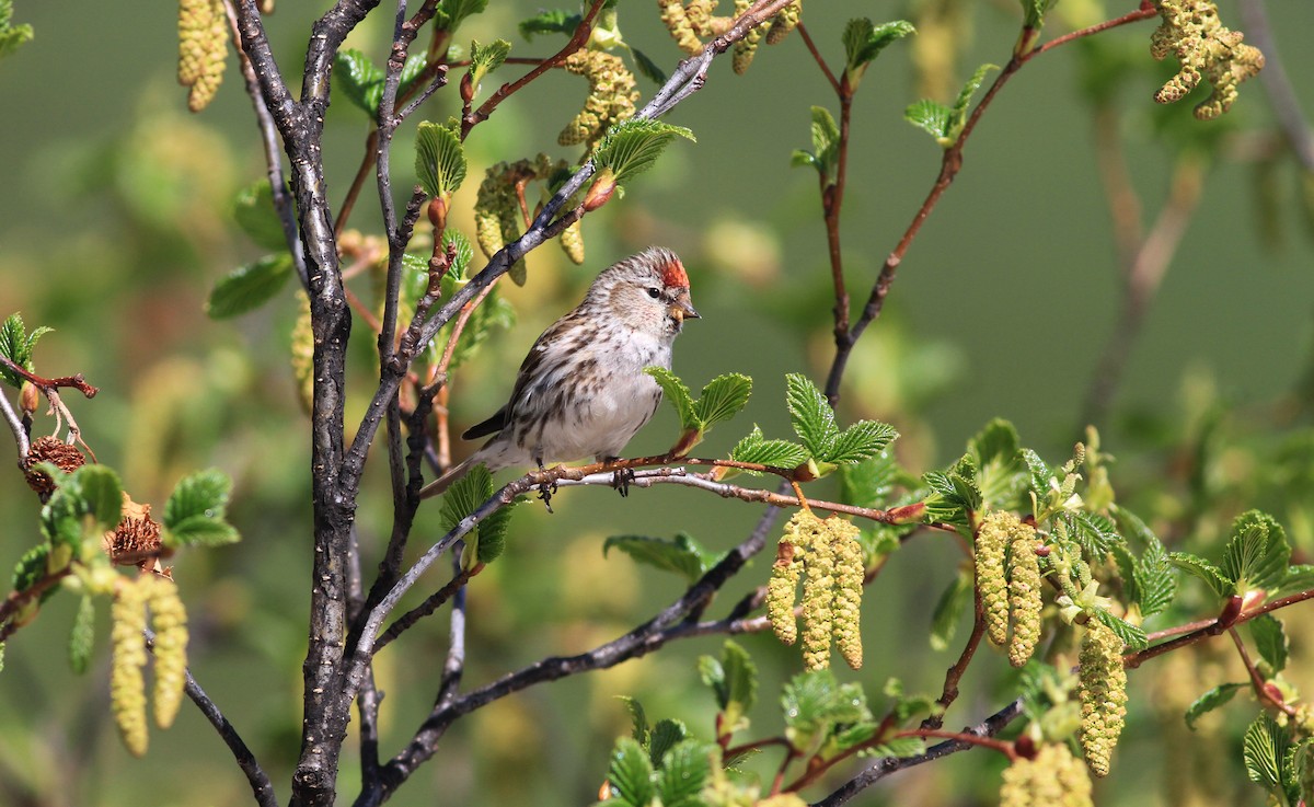 čečetka zimní (ssp. flammea/rostrata/islandica) - ML21377941