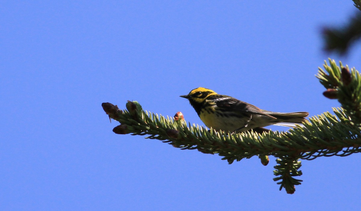 Townsend's Warbler - ML21377971