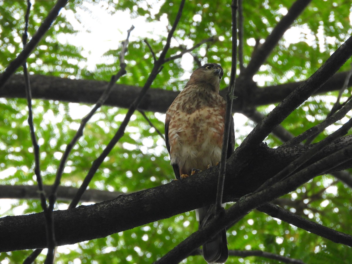 Sharp-shinned Hawk - ML213779841