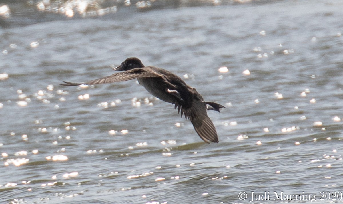 Surf Scoter - Carl & Judi Manning