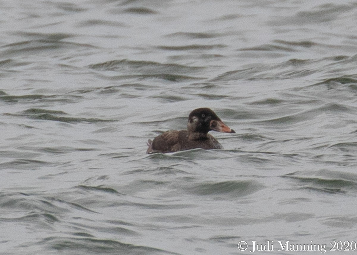 Surf Scoter - Carl & Judi Manning