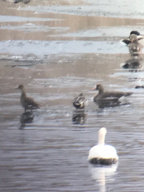 Greater White-fronted Goose - ML213780931