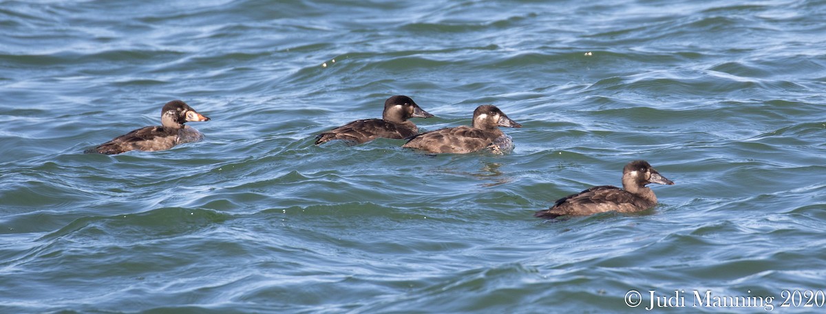 Surf Scoter - Carl & Judi Manning