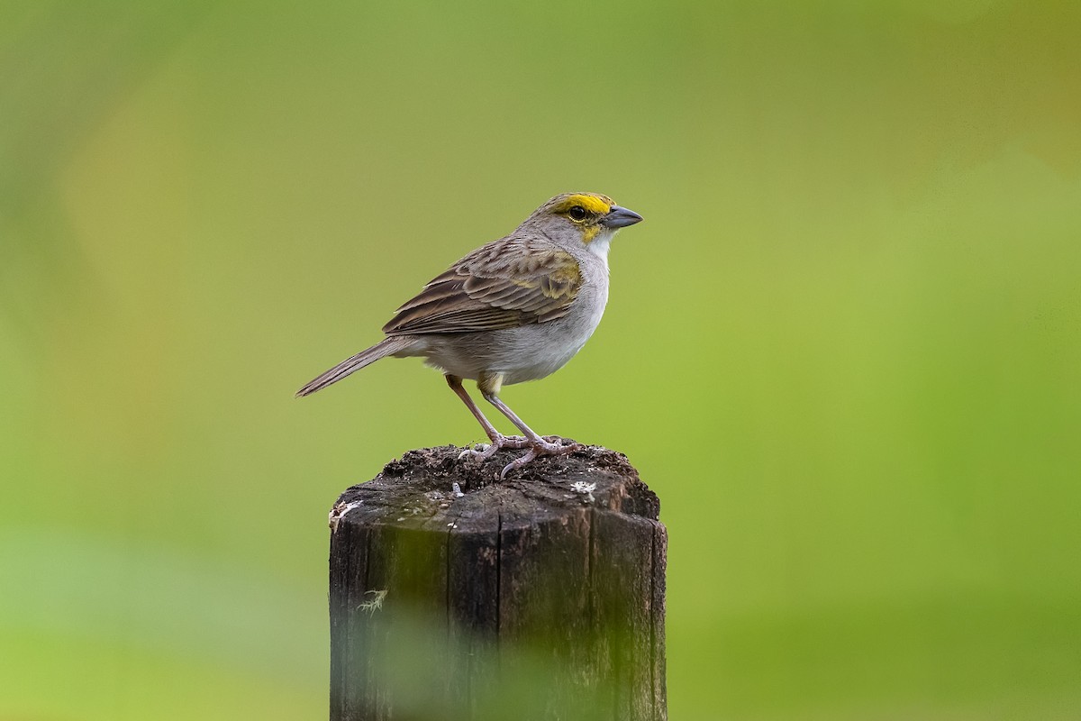 Yellow-browed Sparrow - Stefan Hirsch