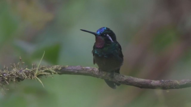 Colibri à gorge pourprée - ML213781721