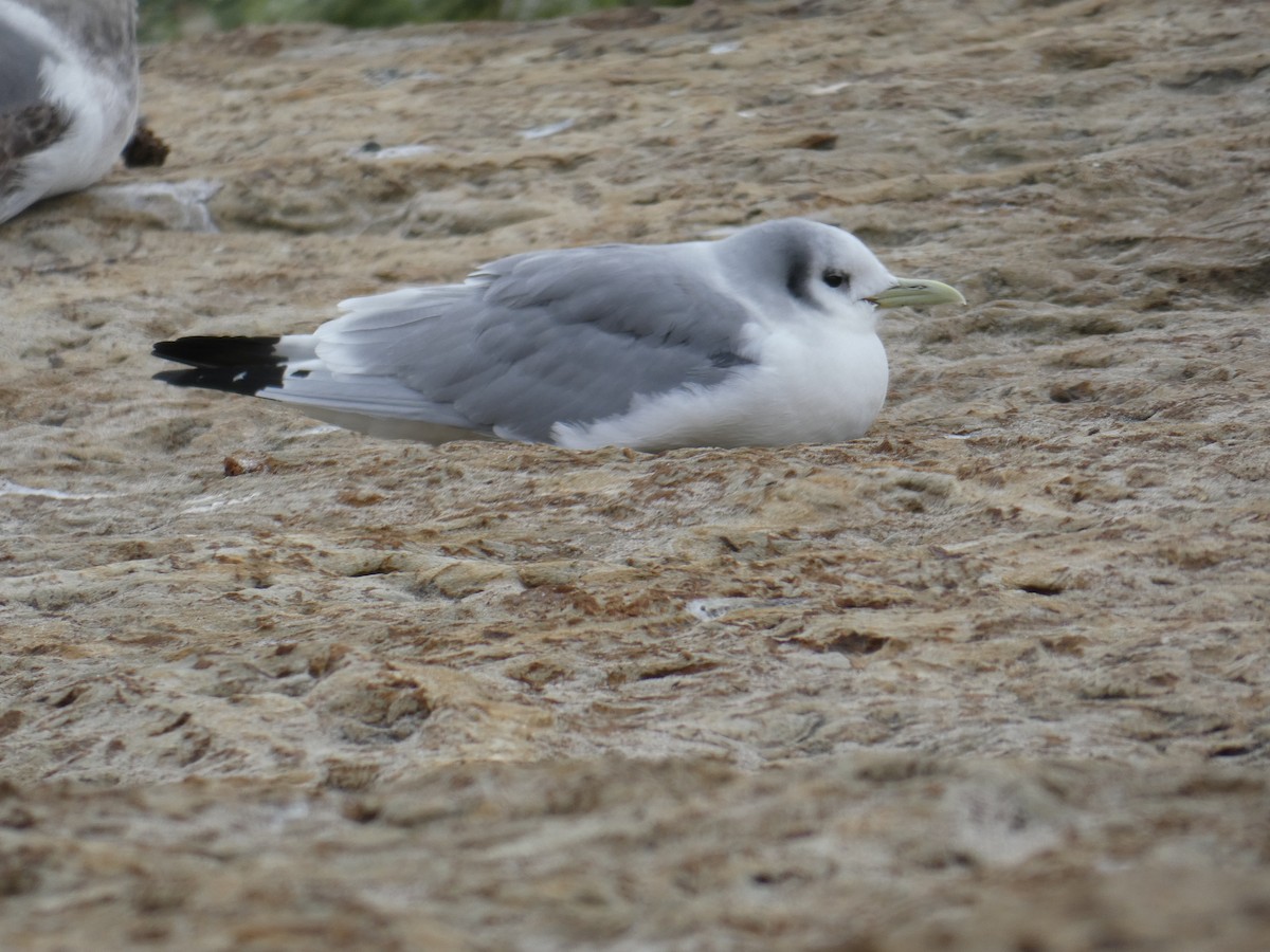 Black-legged Kittiwake - ML213782281