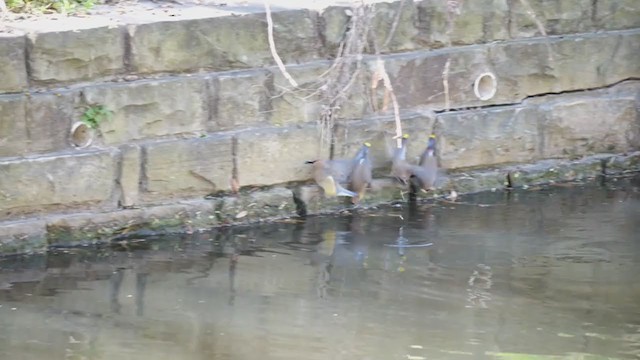 Cedar Waxwing - ML213783151