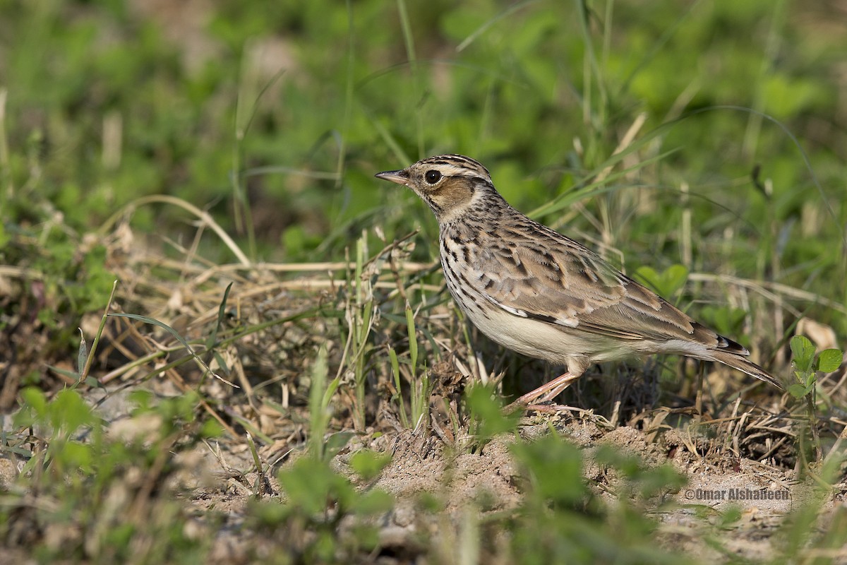 Wood Lark - ML21378361