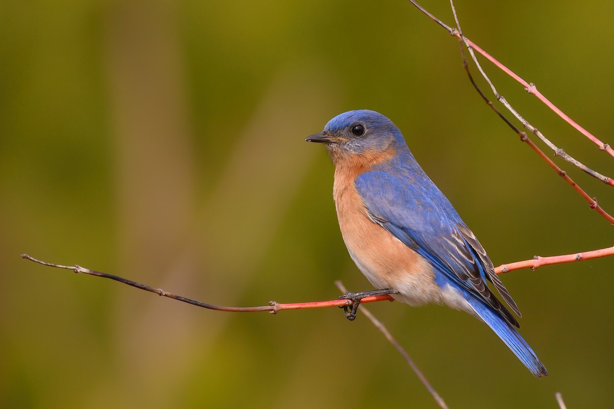 Eastern Bluebird - Keith Kennedy