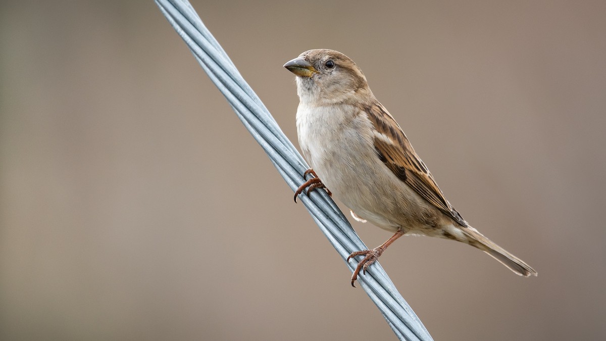 House Sparrow - ML213785331