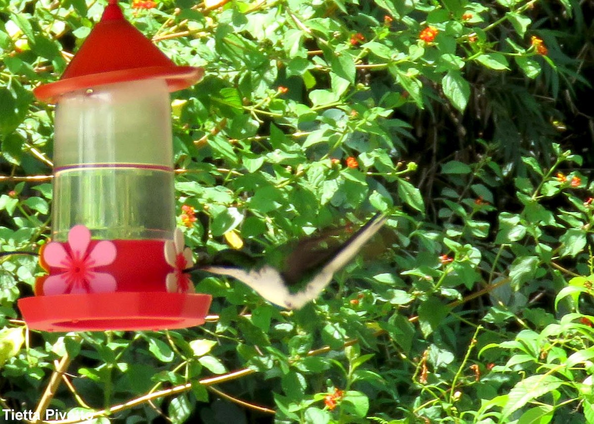 kolibřík černouchý - ML213786701