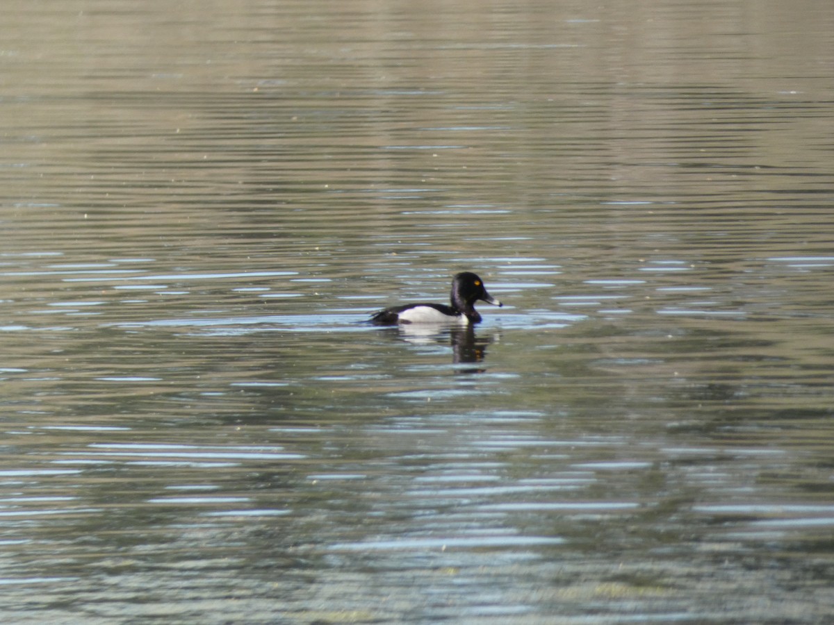 Ring-necked Duck - Joanne "JoJo" Bradbury