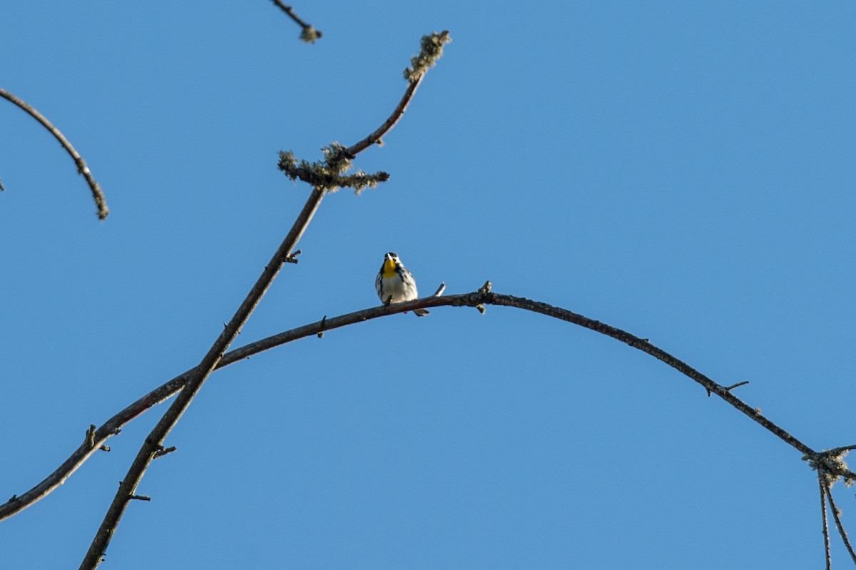 Yellow-throated Warbler - Jack Williamson