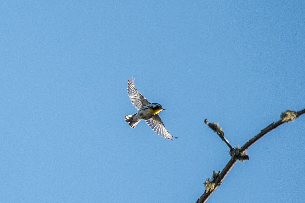 Yellow-throated Warbler - Jack Williamson