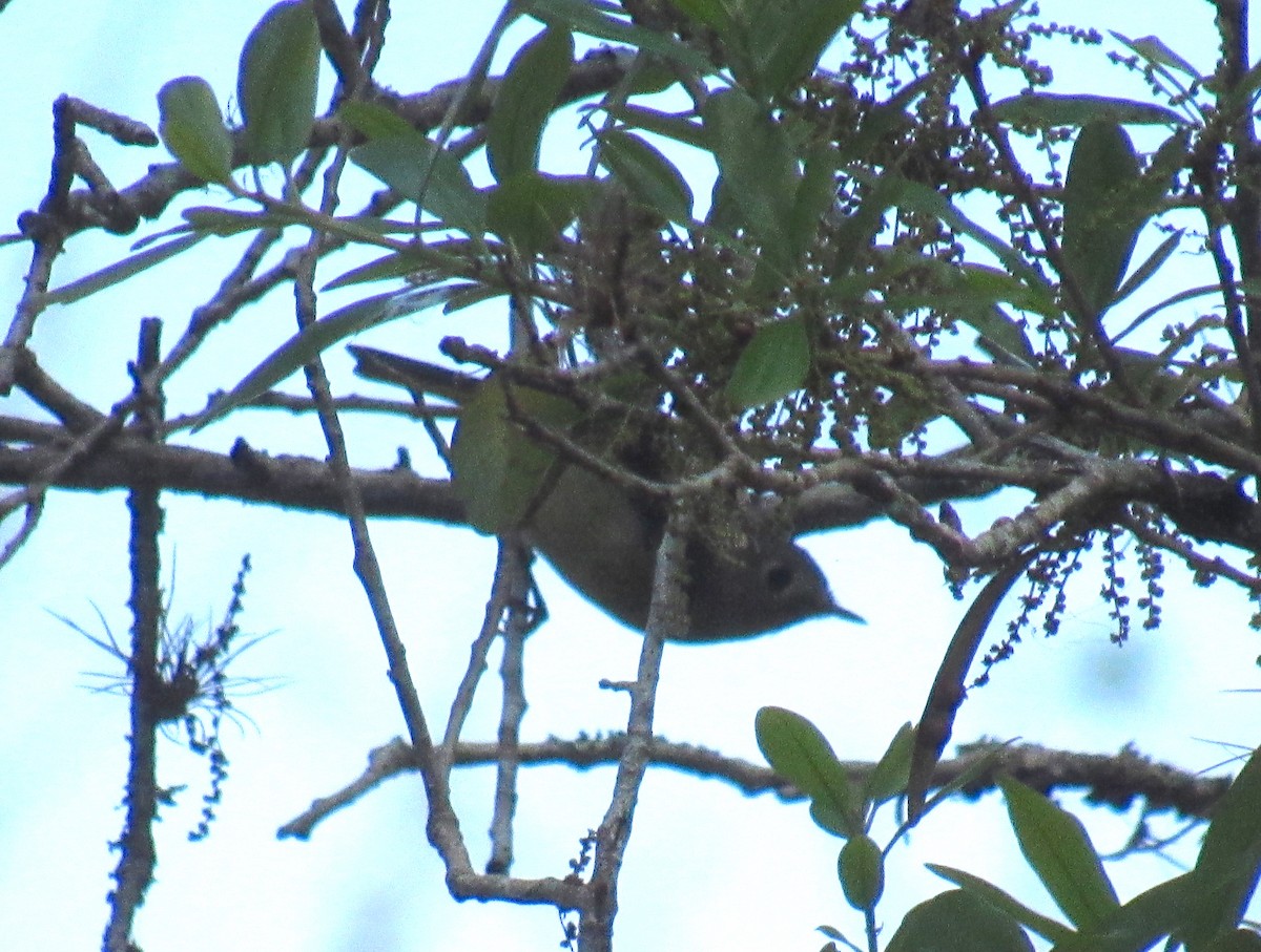 Ruby-crowned Kinglet - ML213791001