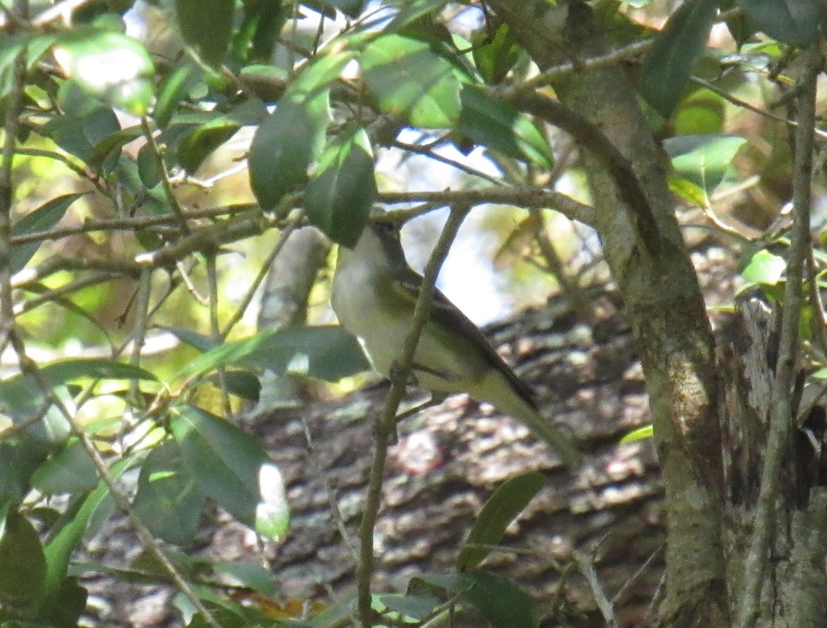 Vireo Solitario - ML213792031