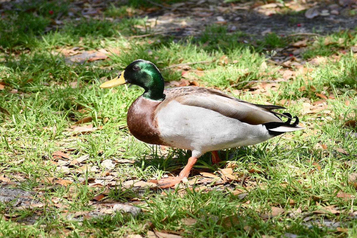 Mallard - ML213792071