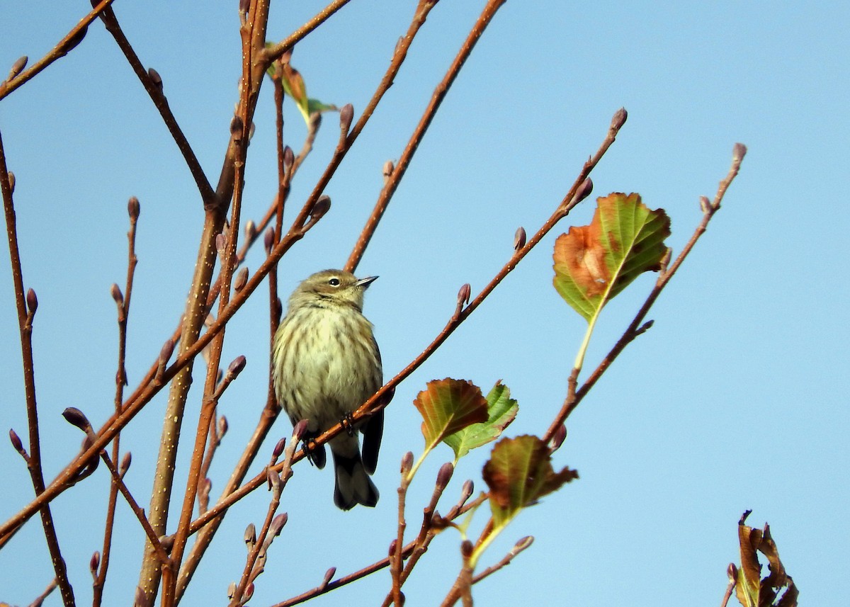 Yellow-rumped Warbler - David Waxler