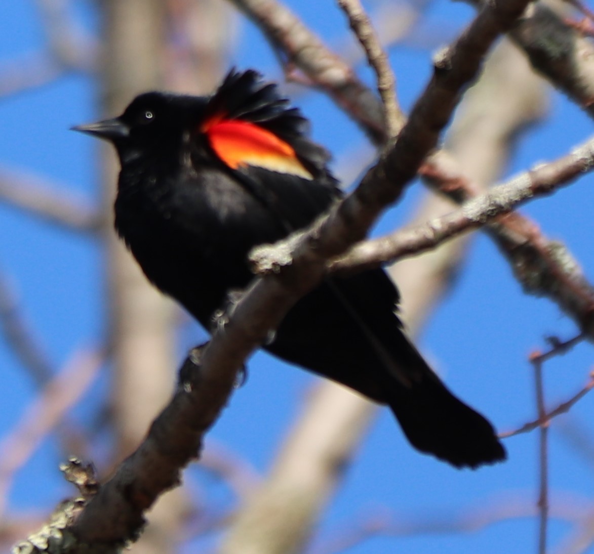Red-winged Blackbird - ML213792681