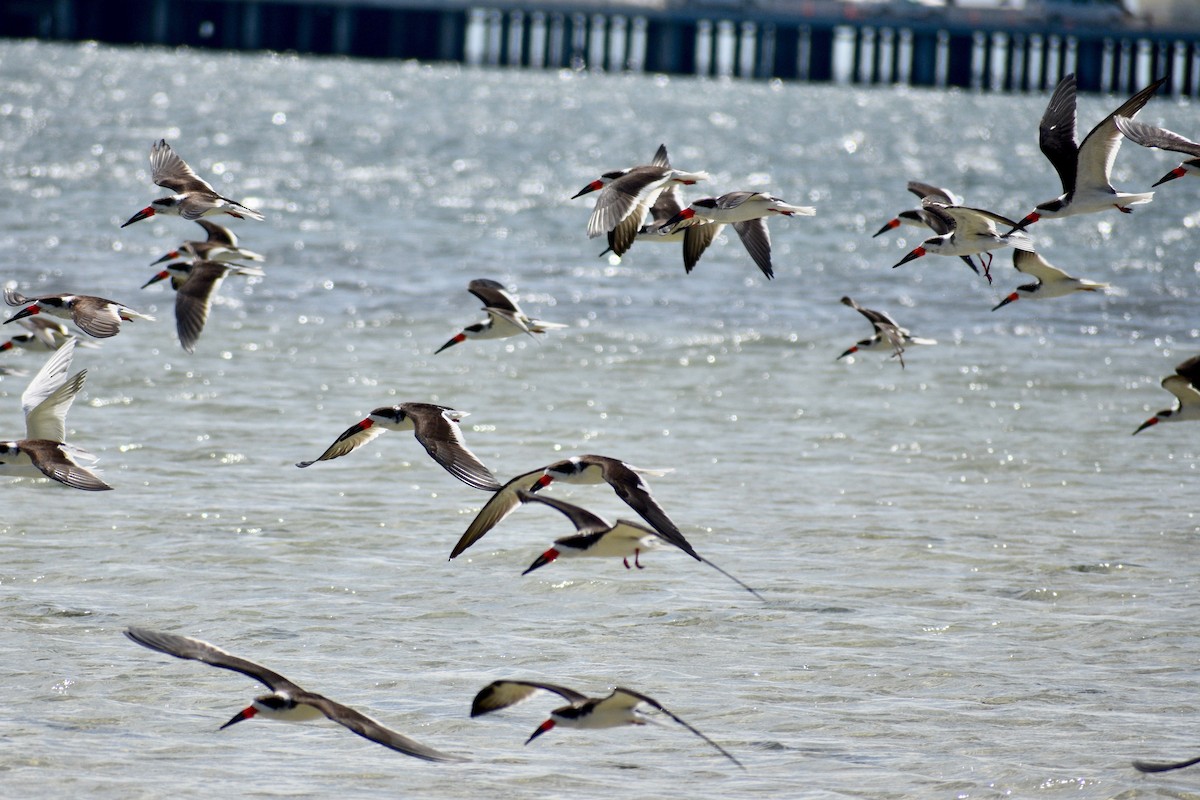 Black Skimmer - ML213792951