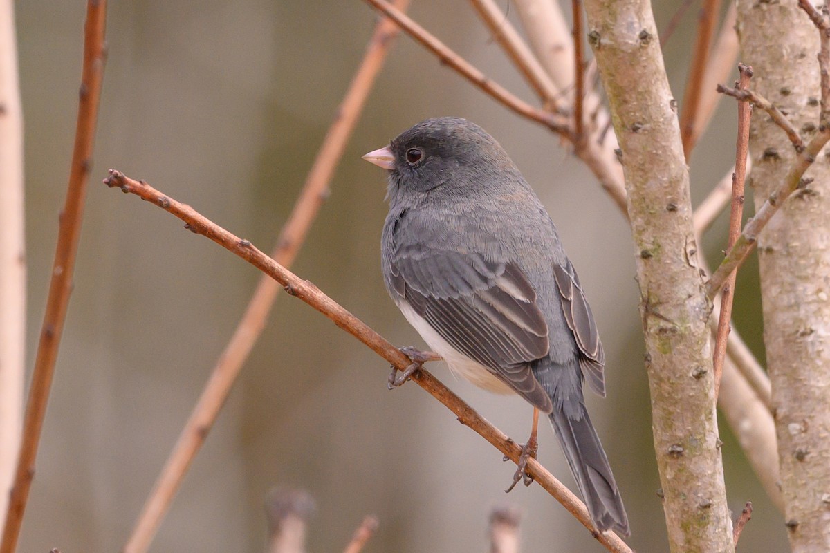 Dark-eyed Junco - ML213794451