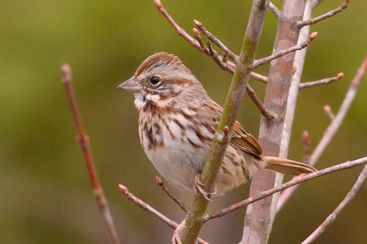 Song Sparrow - ML213794491