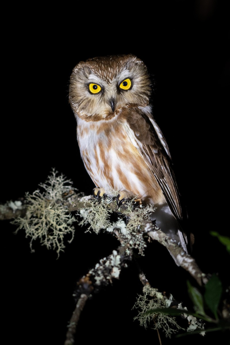 Northern Saw-whet Owl - ML213795371