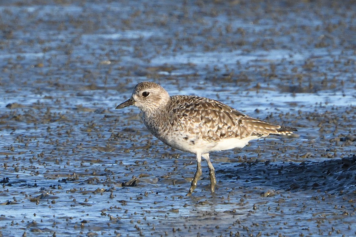 Black-bellied Plover - Song Yu