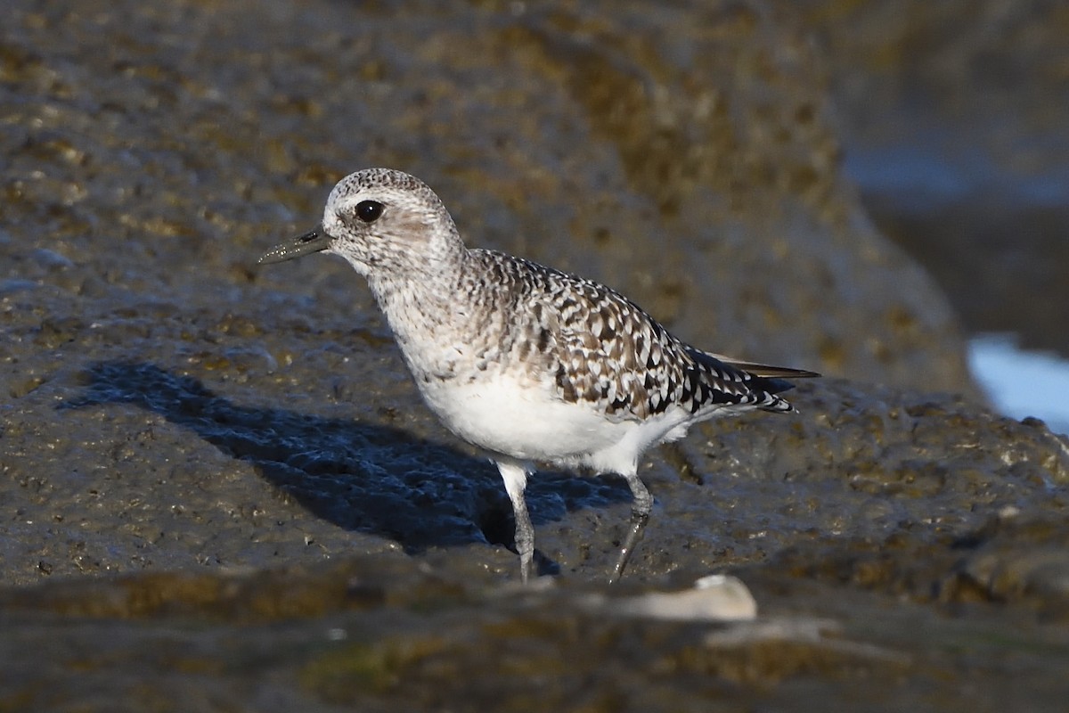 Black-bellied Plover - ML213797681