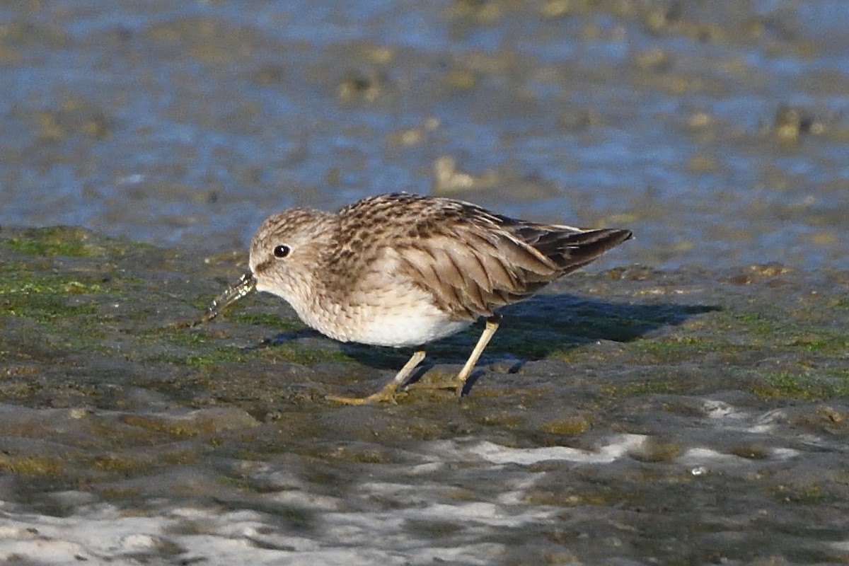 Least Sandpiper - ML213797981