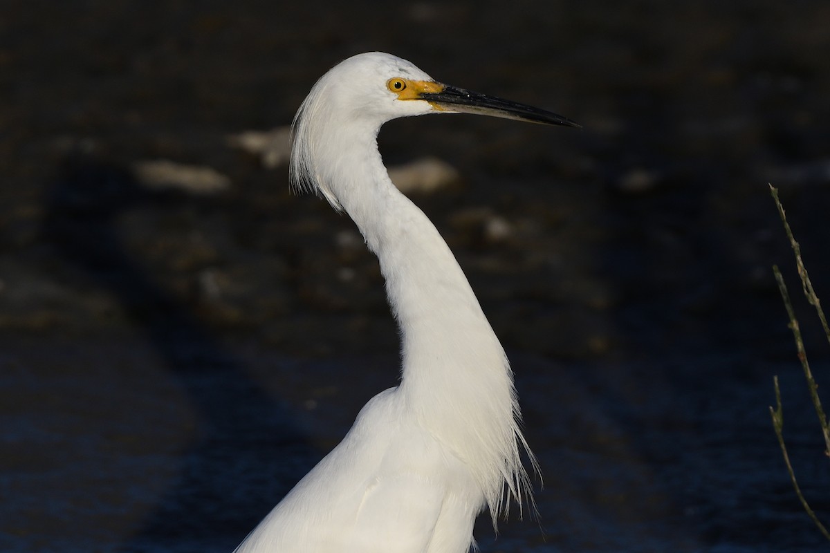 Snowy Egret - ML213798181