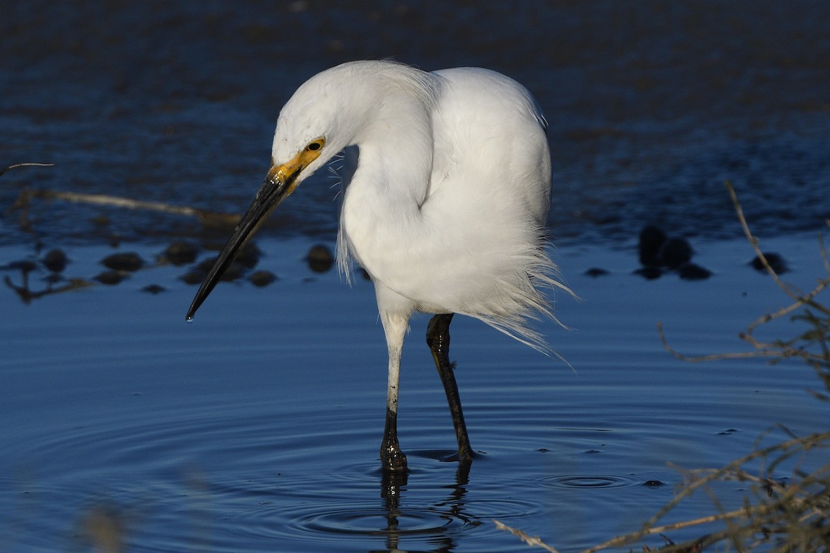 Snowy Egret - ML213798191