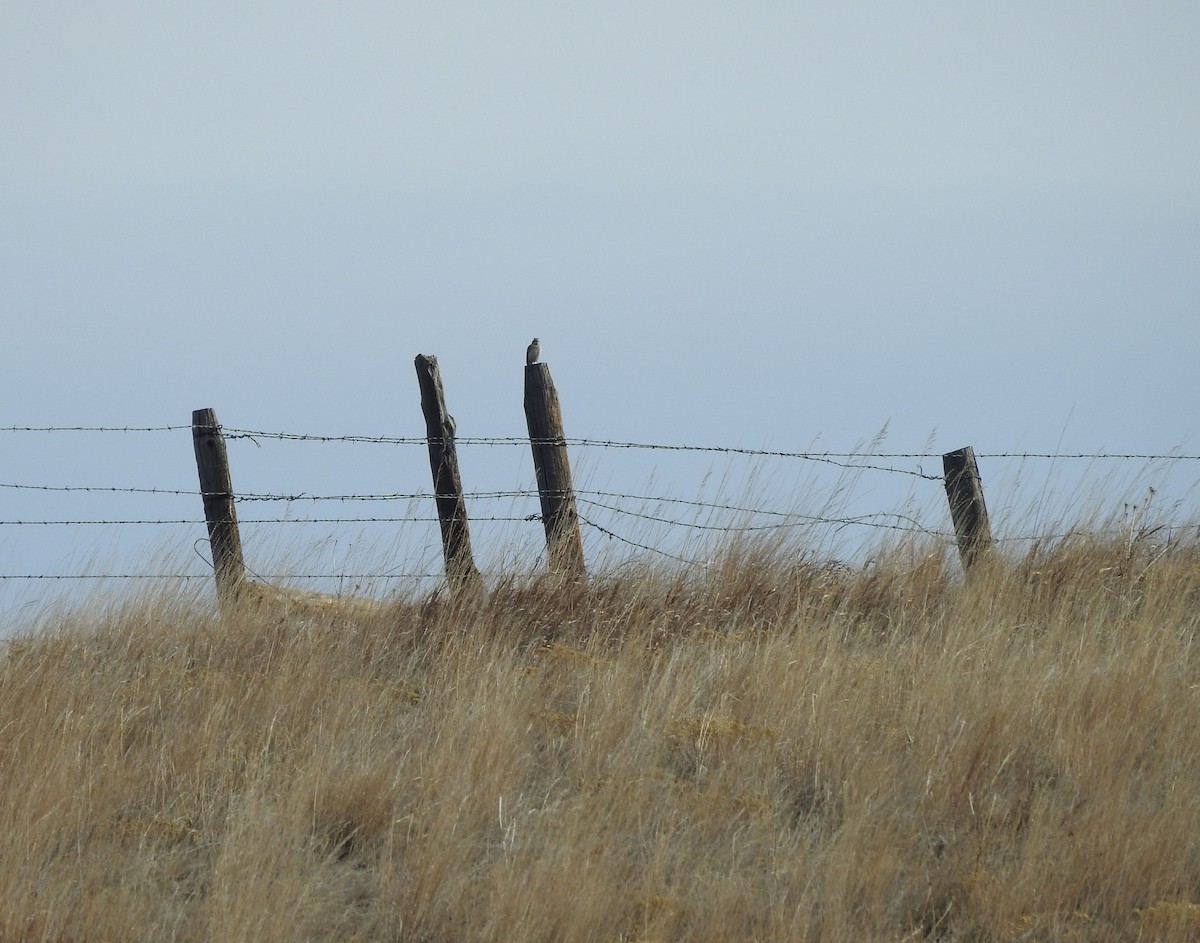 Horned Lark - ML213798251