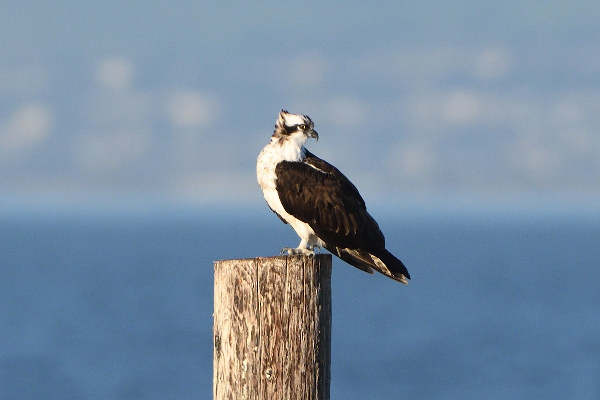 Águila Pescadora - ML213798371