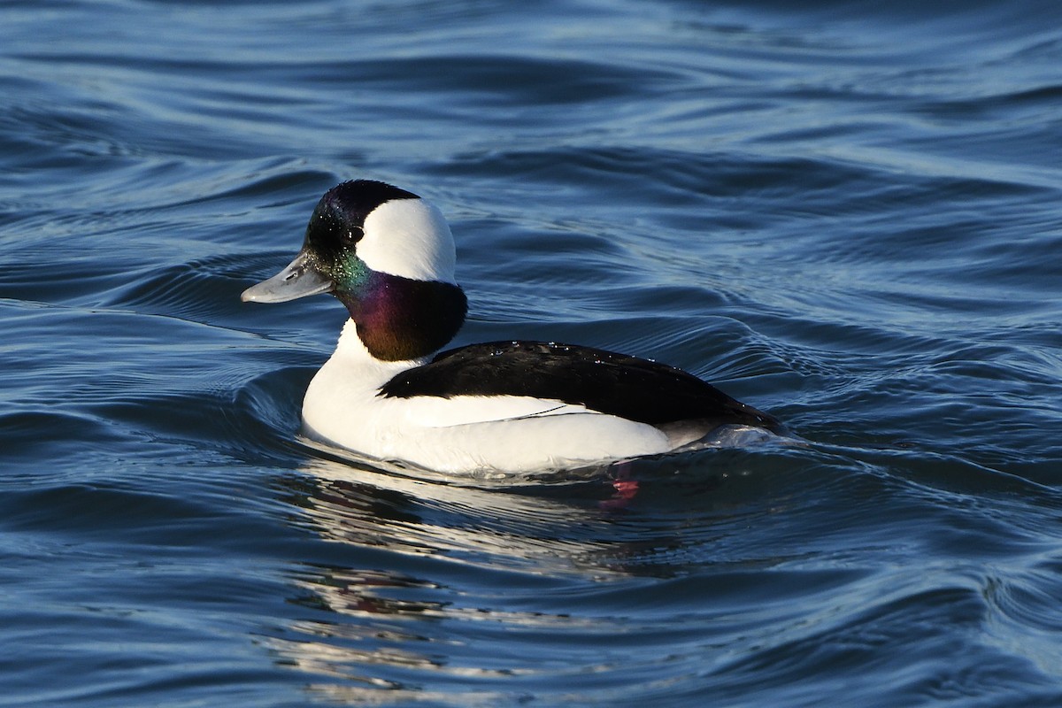 Bufflehead - ML213798781