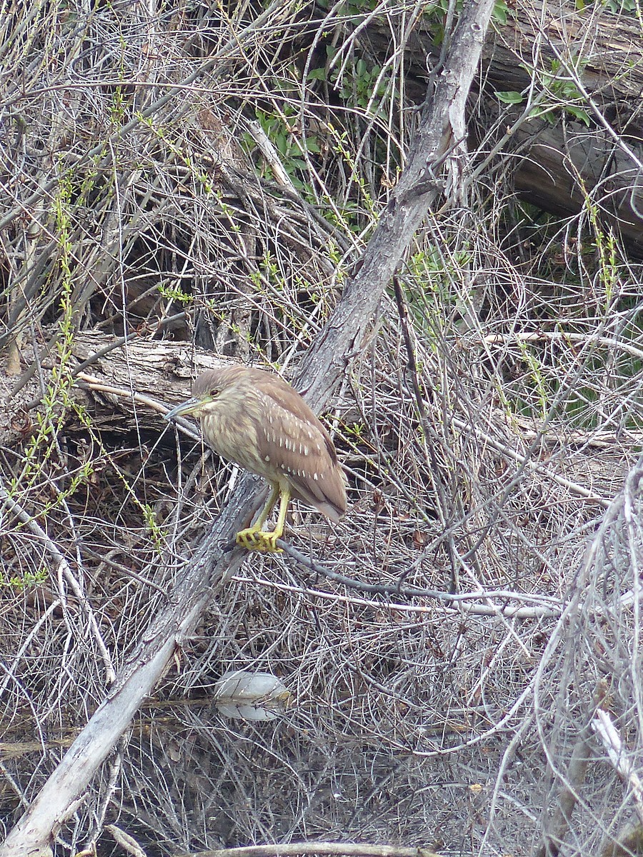 Black-crowned Night Heron - ML213799101