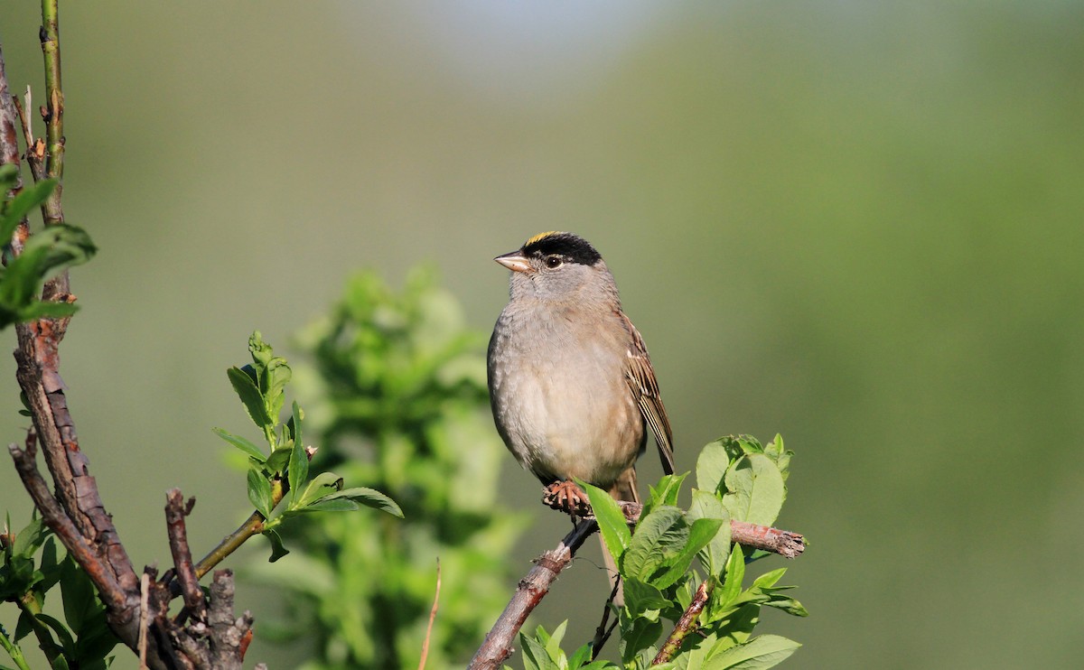 Bruant à couronne dorée - ML21380001