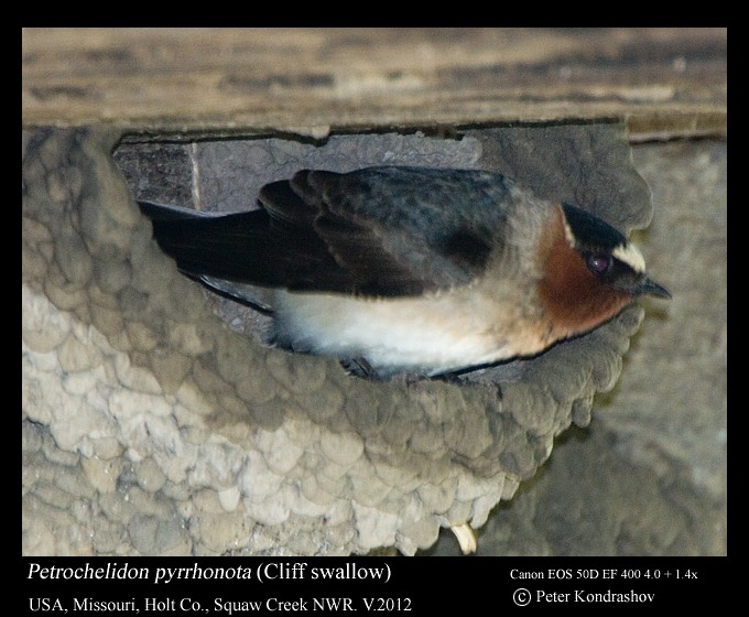 Cliff Swallow (pyrrhonota Group) - ML213800081