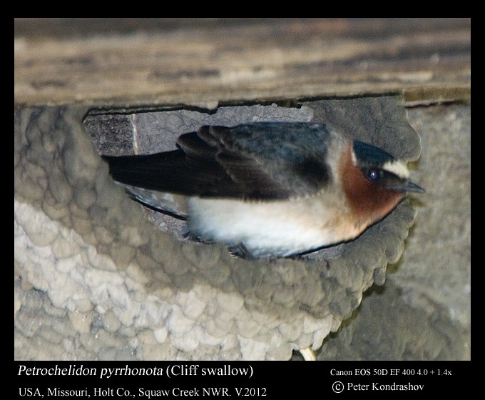 Cliff Swallow (pyrrhonota Group) - ML213800101