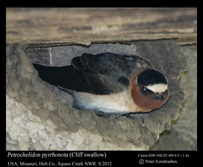 Cliff Swallow (pyrrhonota Group) - ML213800111