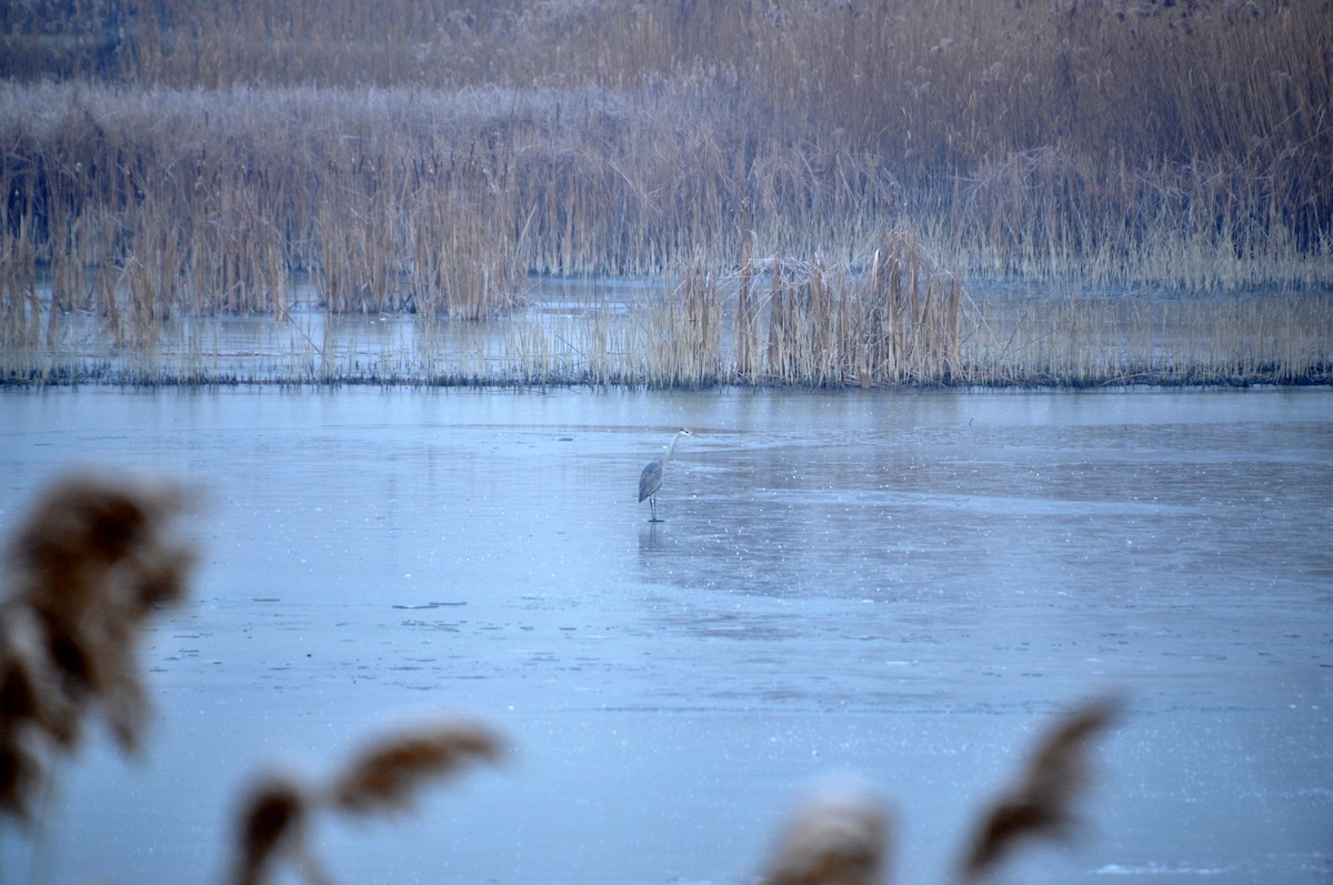 Хөх дэглий - ML213800631