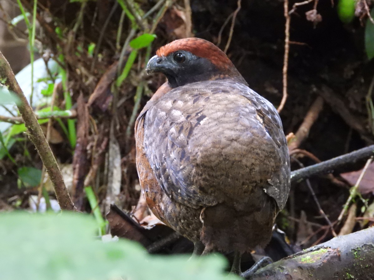 Black-eared Wood-Quail - ML213803571