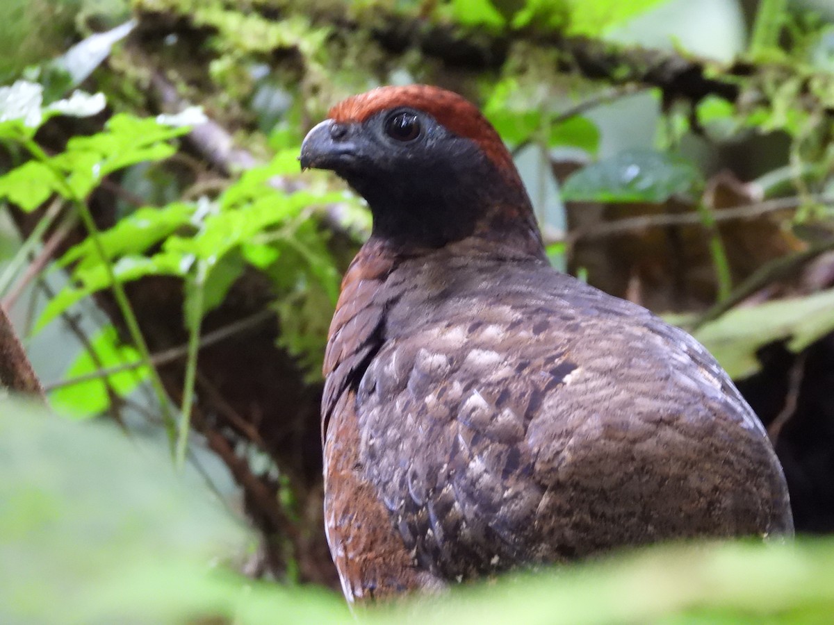 Black-eared Wood-Quail - ML213803621