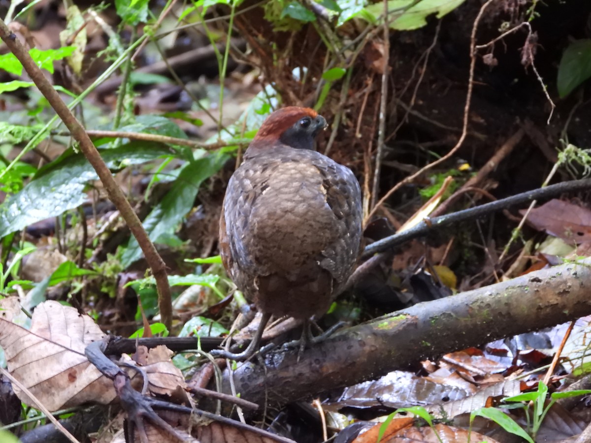 Black-eared Wood-Quail - ML213803661