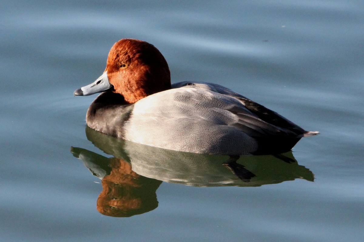 Redhead - ML21380571