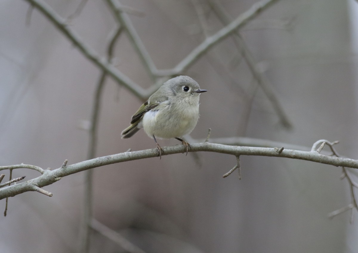 Ruby-crowned Kinglet - ML213806701